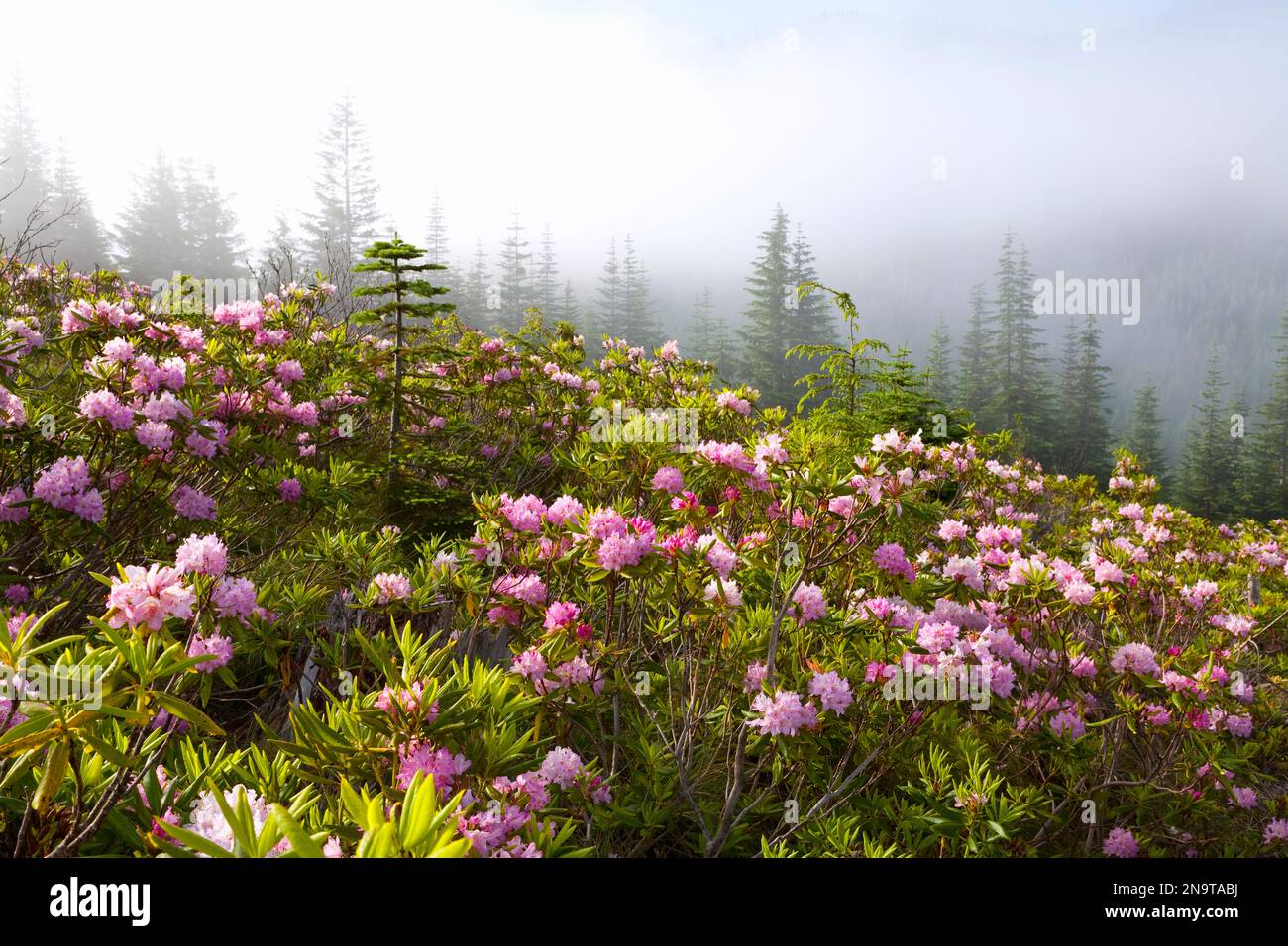 Rhododendron-Büsche und Morgennebel am Lolo Pass, Mount Hood in den Oregon Cascades; Oregon, Vereinigte Staaten von Amerika Stockfoto