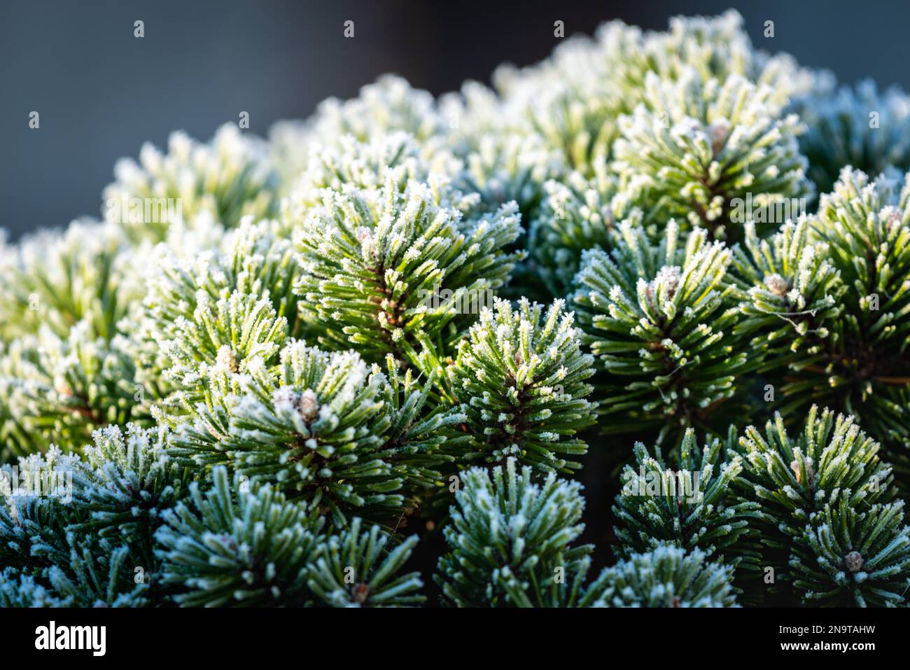 Ein faszinierender Fang aus Kiefernzweigen, die mit einer zarten Schicht Raureif geschmückt sind, zeigt die elegante Schönheit der Natur im Winter. Stockfoto