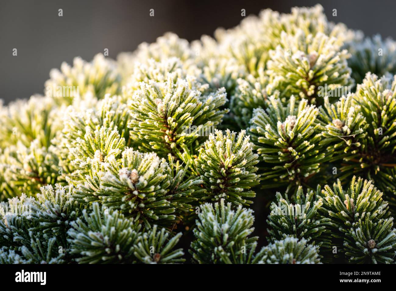 Ein faszinierender Fang aus Kiefernzweigen, die mit einer zarten Schicht Raureif geschmückt sind, zeigt die elegante Schönheit der Natur im Winter. Stockfoto
