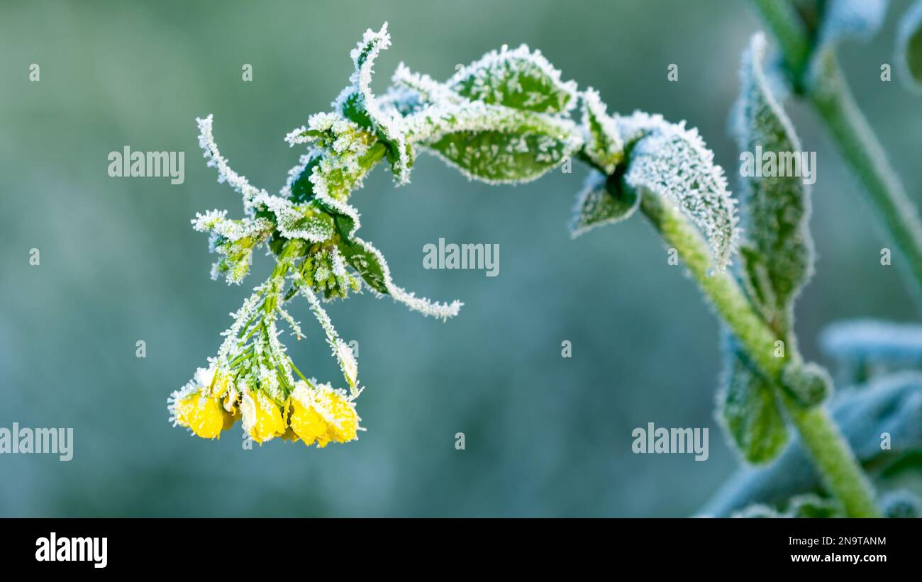Die letzten Momente einer gelben Blume, die sich anmutig unter dem Gewicht der Kälte verbeugt und mit einer zarten Schicht Raureif geschmückt ist. Stockfoto