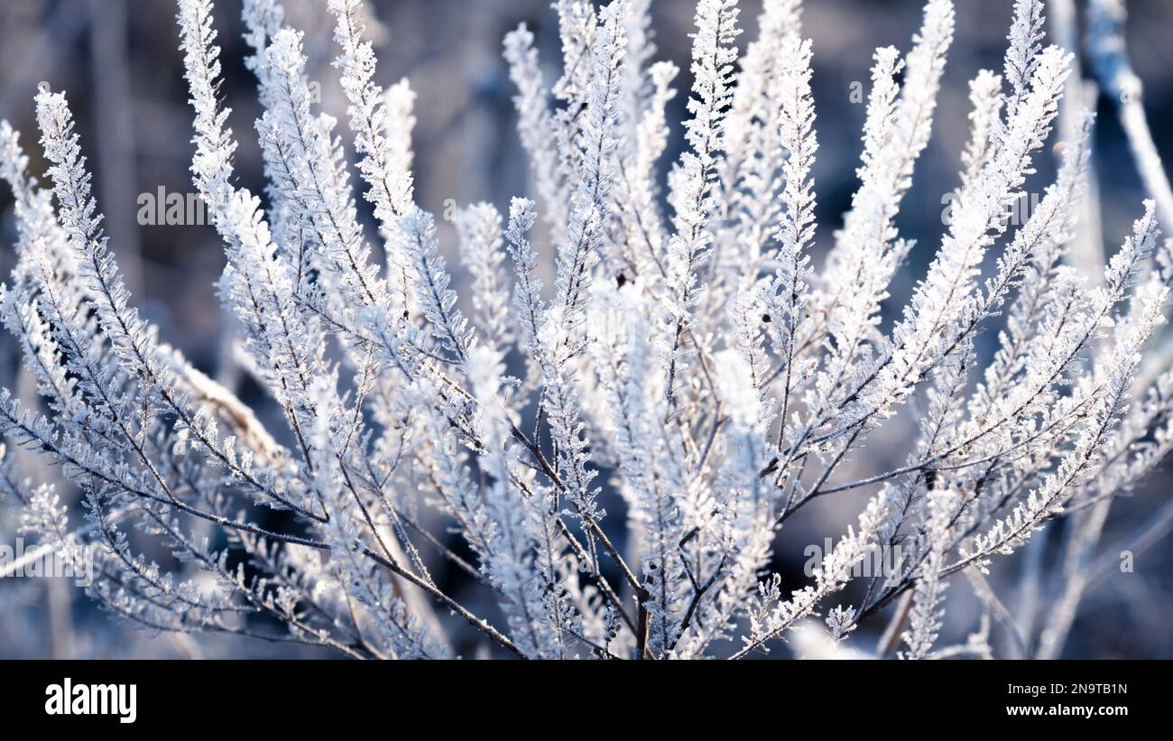 Im Winter sind die Pflanzen mit heißem Stachel bedeckt Stockfoto