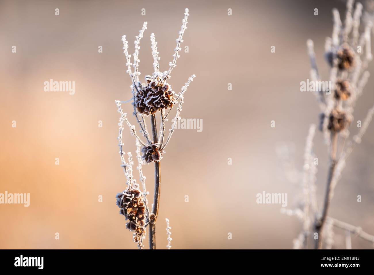 Ein minimalistisches Bild einer wunderschön verwelkten Blume, die im Winter von Frost bedeckt ist. Stockfoto