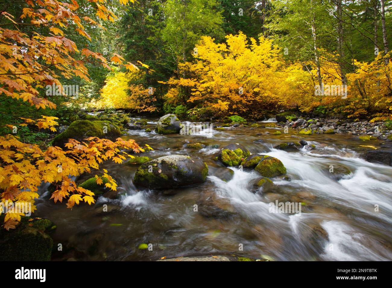 Herbstfärbung Santiam Fluss In Willamette National Forest; Oregon, Vereinigte Staaten von Amerika Stockfoto