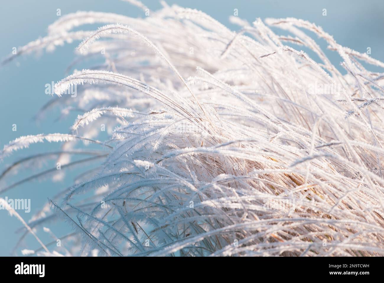 Im Winter sind die Pflanzen mit heißem Stachel bedeckt Stockfoto