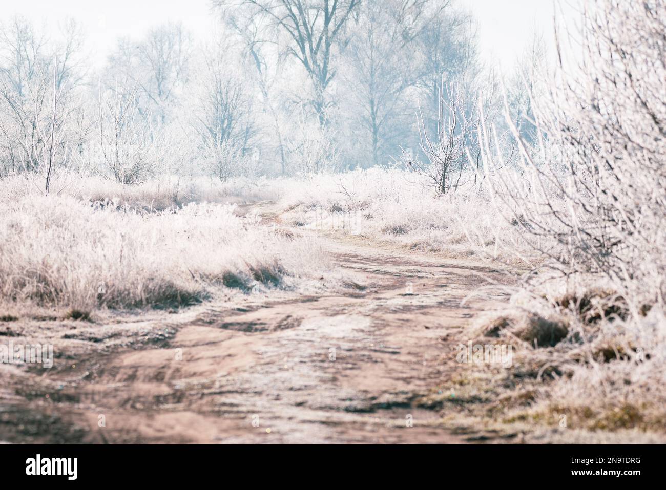 Eine winterliche, unbefestigte Straße, beleuchtet von den Sonnenstrahlen des Morgens, während Pflanzen und Bäume von Frost bedeckt sind. Stockfoto