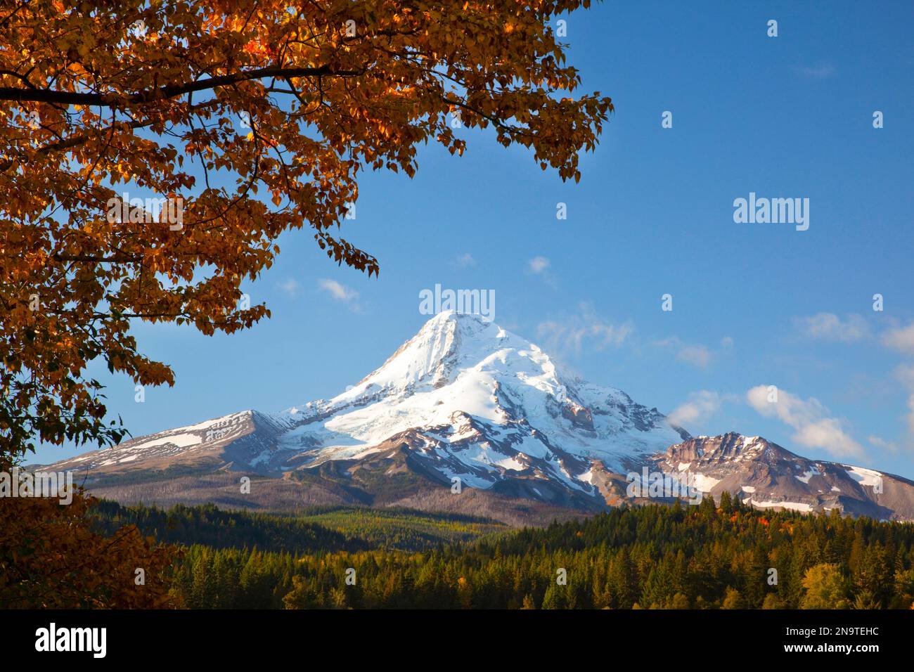 Majestätischer Mount Hood mit herbstlichem Laub im Hood River Valley, Oregon, USA Stockfoto