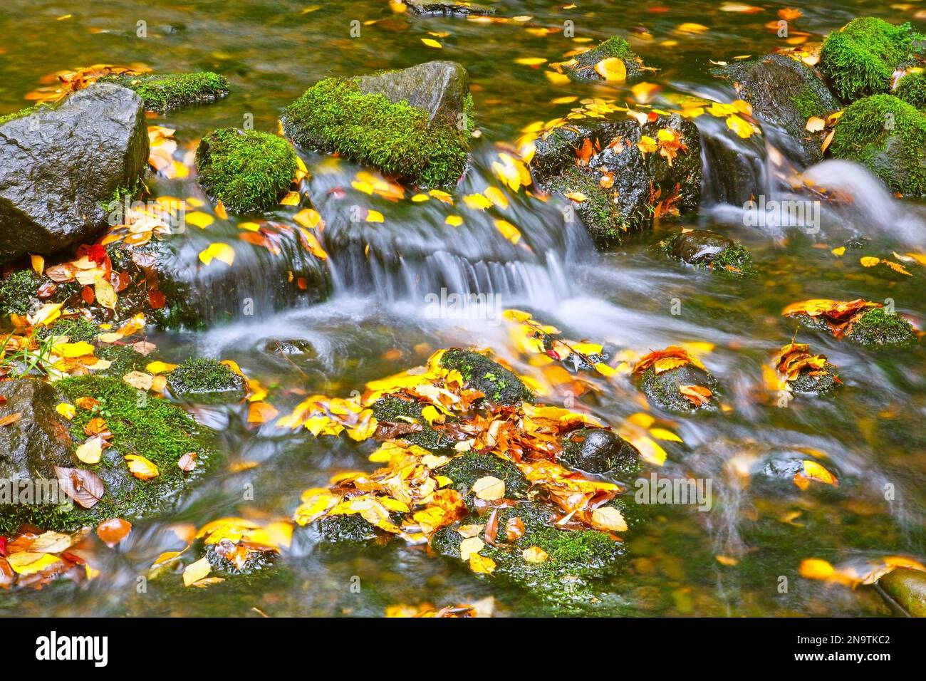 Ein sanfter Bach, der durch den Rhododendron-Garten von Crystal Springs fließt, mit herbstlich gefärbten Blättern, die im Wasser schwimmen Stockfoto