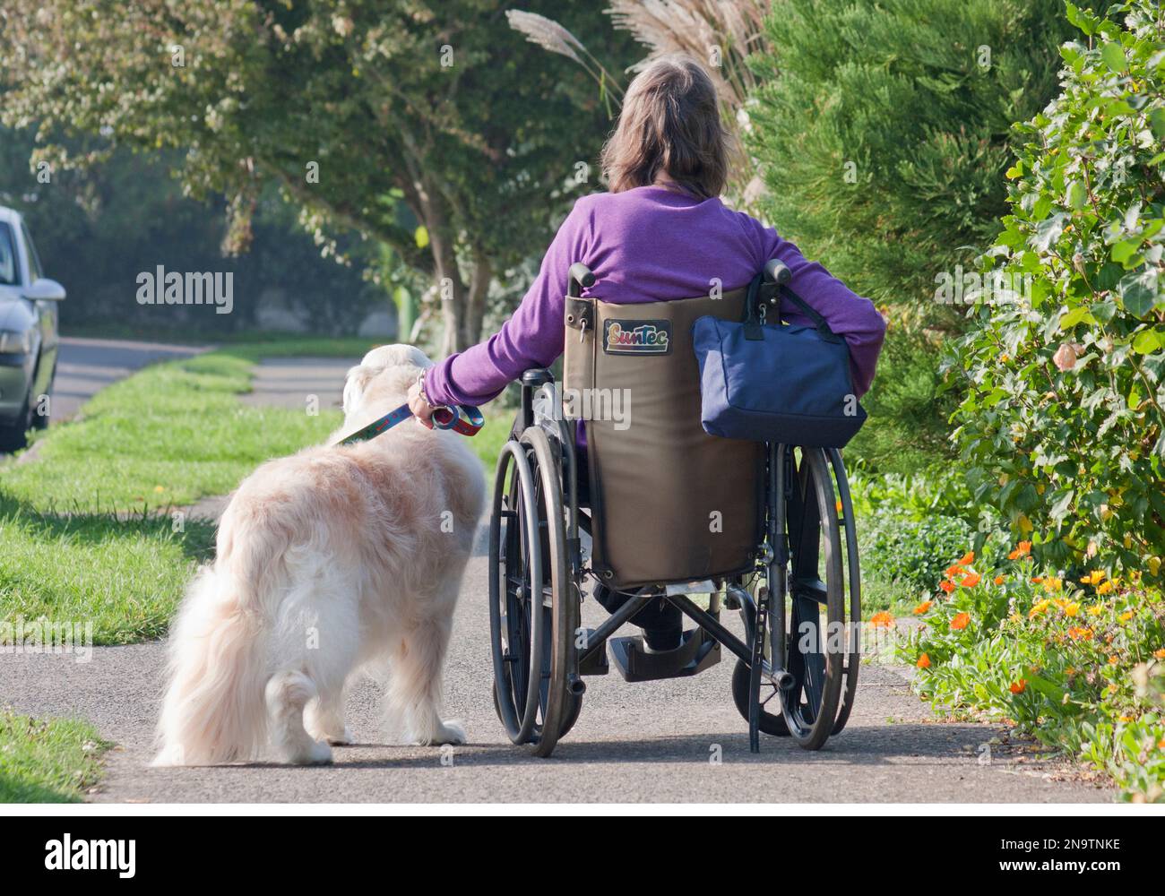 behinderte Frau im Rollstuhl, mit ihrem golden Retriever Hund Stockfoto