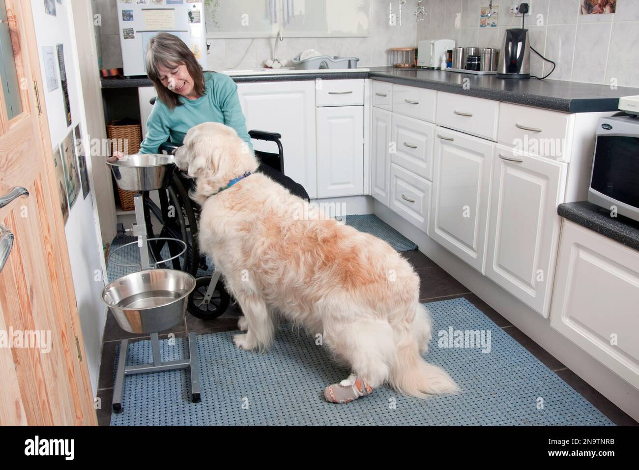 behinderte Frau im Rollstuhl, die Zubereitung von Speisen für ihren Hund Stockfoto