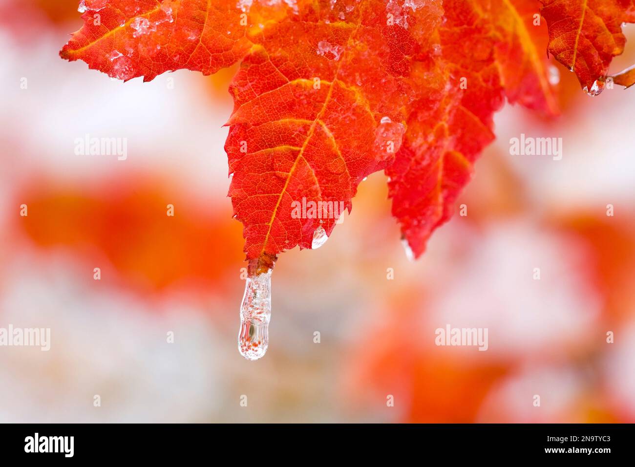 Eis- und Wassertropfen auf einem roten Ahornblatt (Acer circinatum), extreme Nahaufnahme; Oregon, Vereinigte Staaten von Amerika Stockfoto
