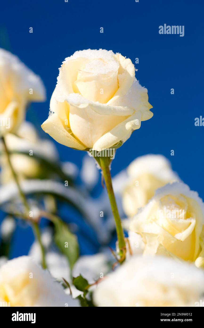 Schneebedeckte weiße Rose im Sonnenlicht vor einem hellblauen Himmel; Happy Valley, Oregon, Vereinigte Staaten von Amerika Stockfoto