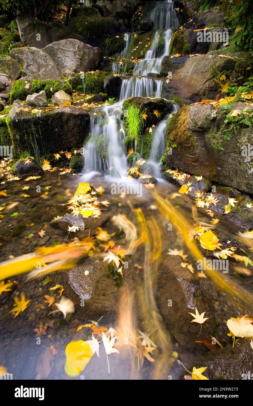 Kaskaden über Felsen mit herbstlich gefärbten Blättern im flachen klaren Wasser; Oregon, Vereinigte Staaten von Amerika Stockfoto