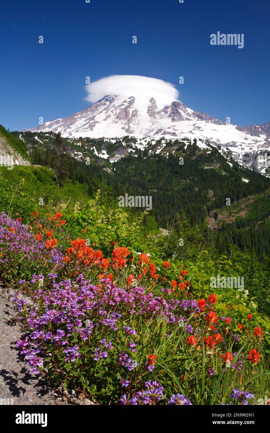 Wildblumen wachsen auf einer alpinen Wiese mit einem schneebedeckten Mount Rainier im Hintergrund, Mount Rainier National Park Stockfoto