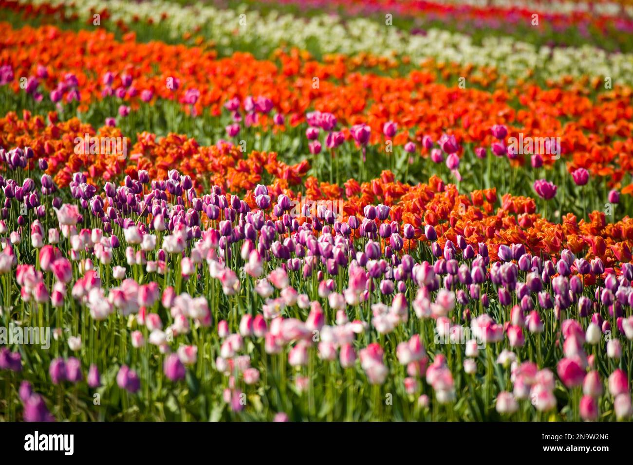 In einem Tulpenfeld blühen farbenfrohe Tulpen; Woodburn, Oregon, Vereinigte Staaten von Amerika Stockfoto