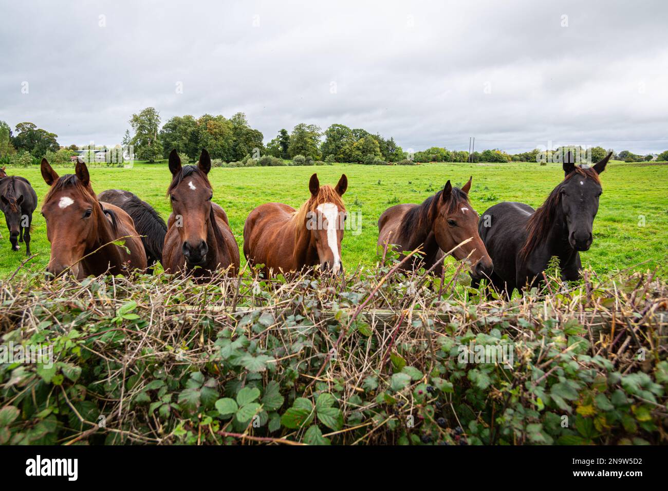 Pferde, Irische Landschaft, Irland Stockfoto