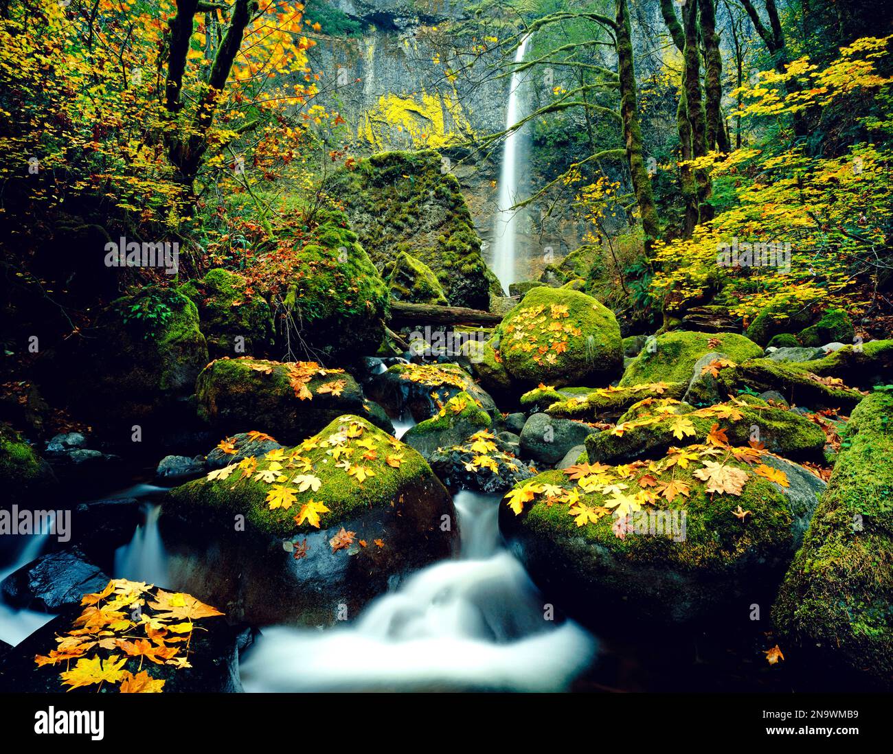 Wasserfall und Kaskaden über moosige Felsen im Herbst, Mount Hood National Forest; Oregon, Vereinigte Staaten von Amerika Stockfoto