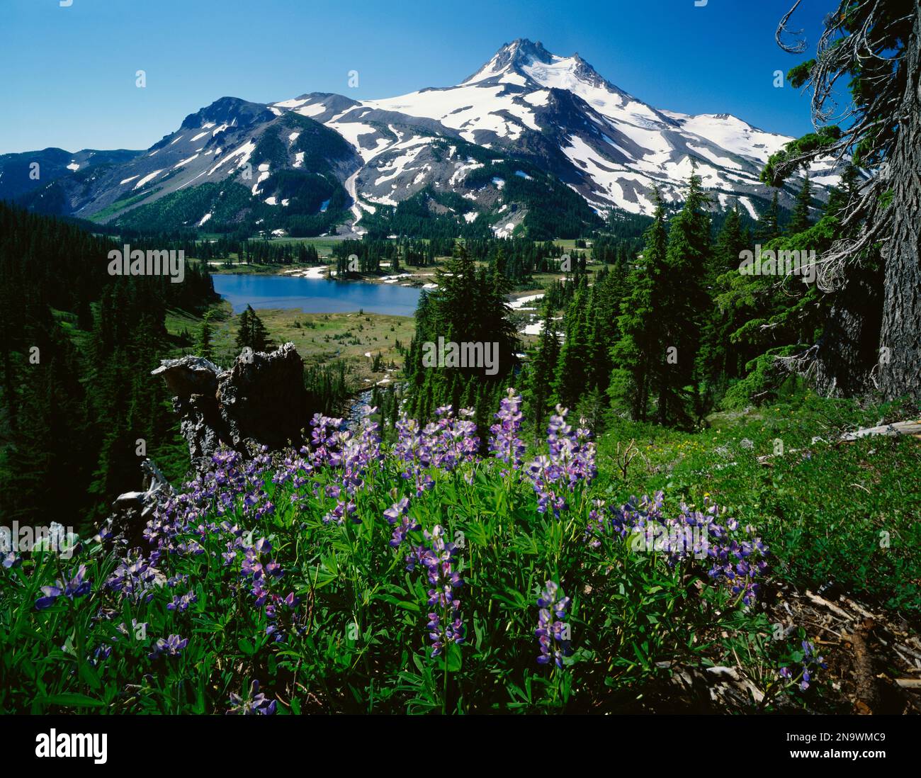 Wildblumen in Bloom am Snow-Capped Mountain, Mount Jefferson Wilderness, Oregon, USA; Oregon, Vereinigte Staaten von Amerika Stockfoto