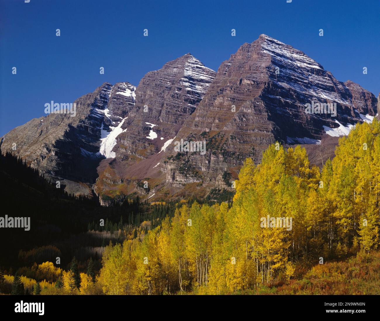 Herbstaspens an zerklüfteten Berggipfeln im White River National Forest, Colorado, USA; Colorado, USA Stockfoto