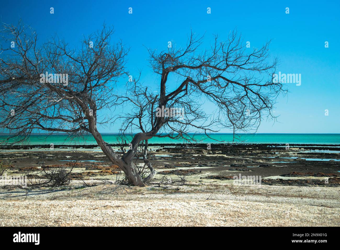 Hamelin Pool trockene tote Bäume Dürre Stockfoto