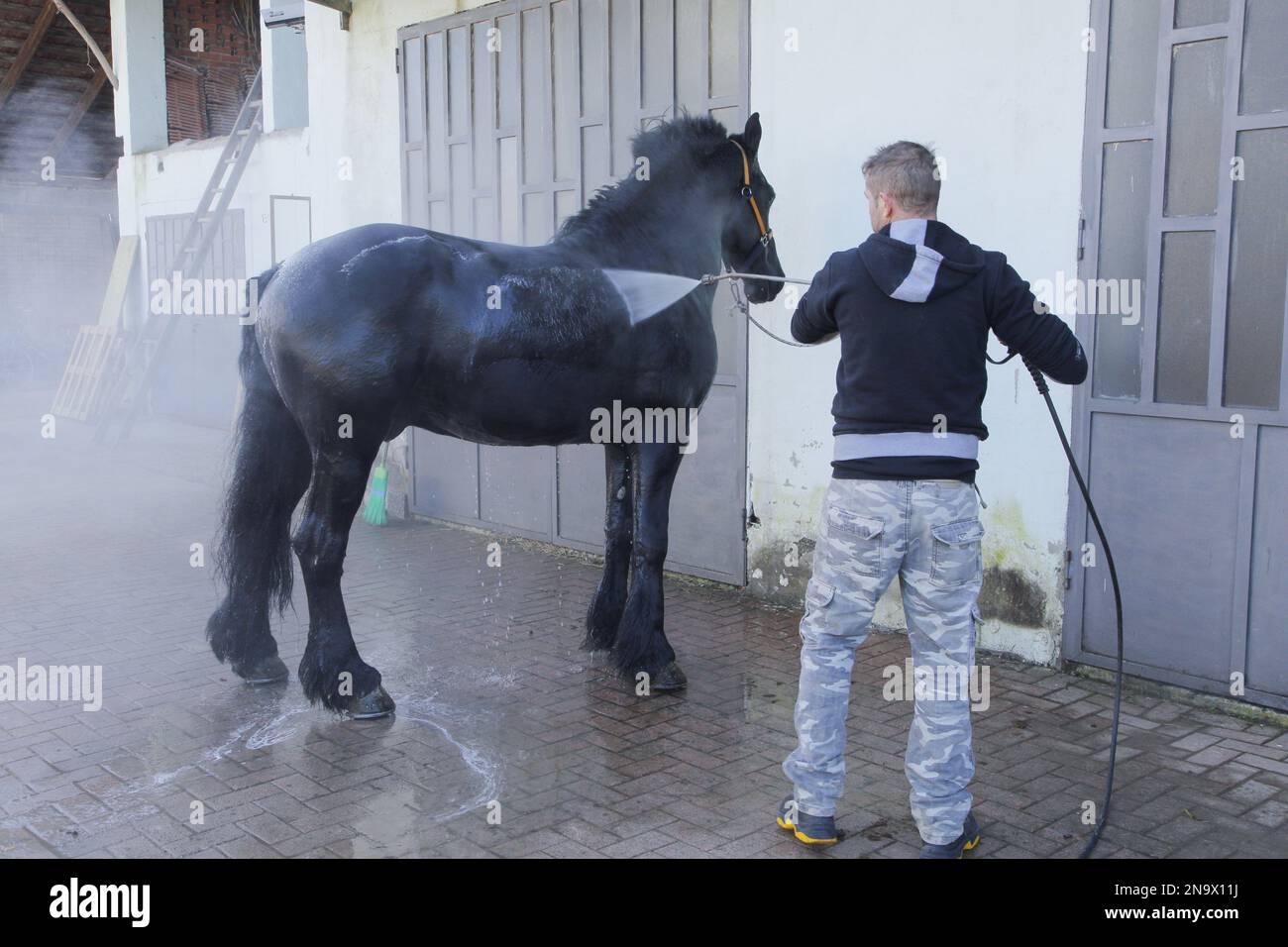 Reinigung eines Pferdes Stockfoto