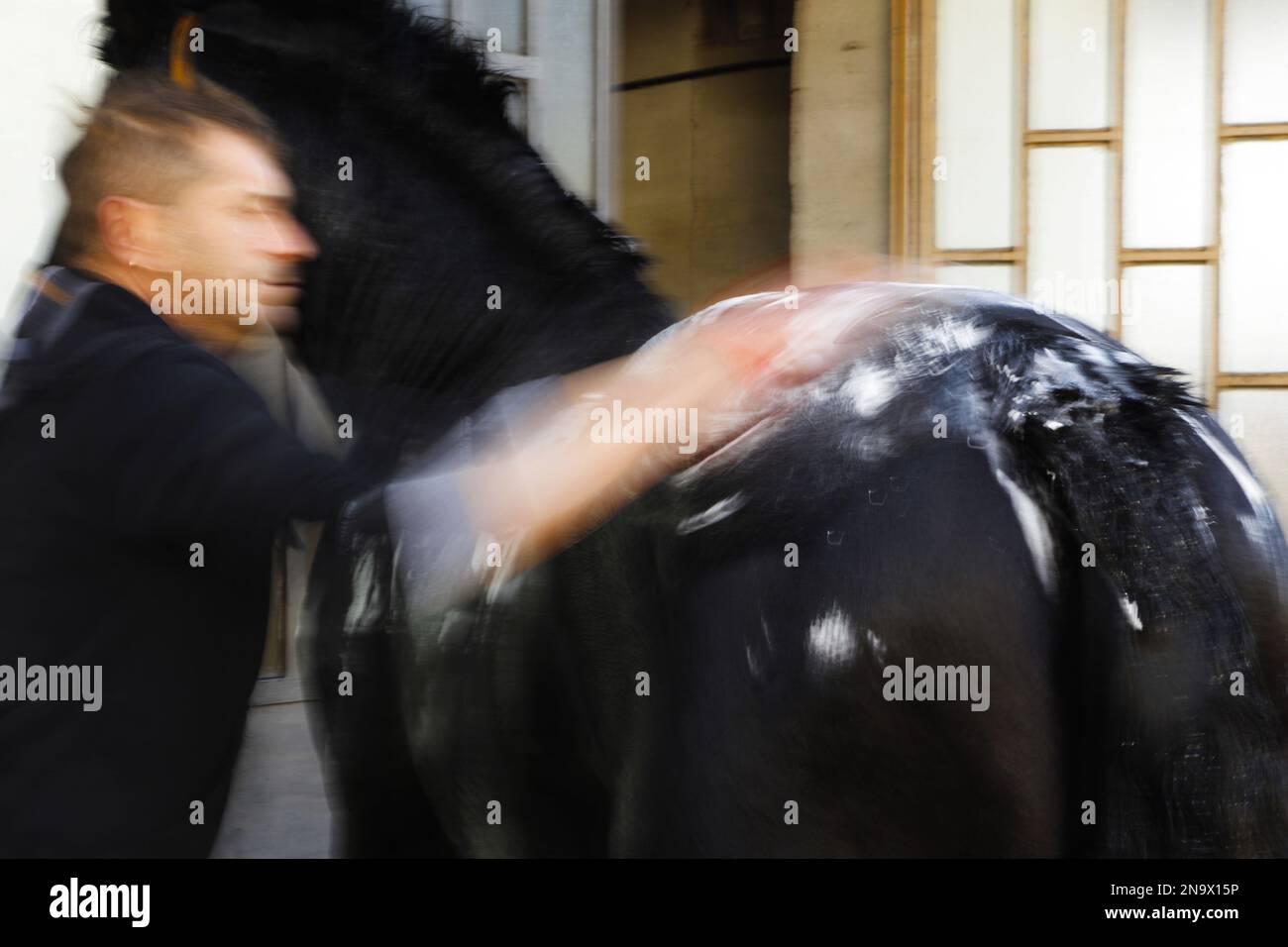 Reinigung eines Pferdes Stockfoto