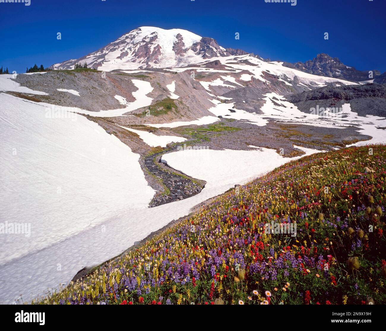 Wildblumen verleihen dem Mt. Rainier im Paradise Park im Mount Rainier National Park; Washington, Vereinigte Staaten von Amerika Stockfoto