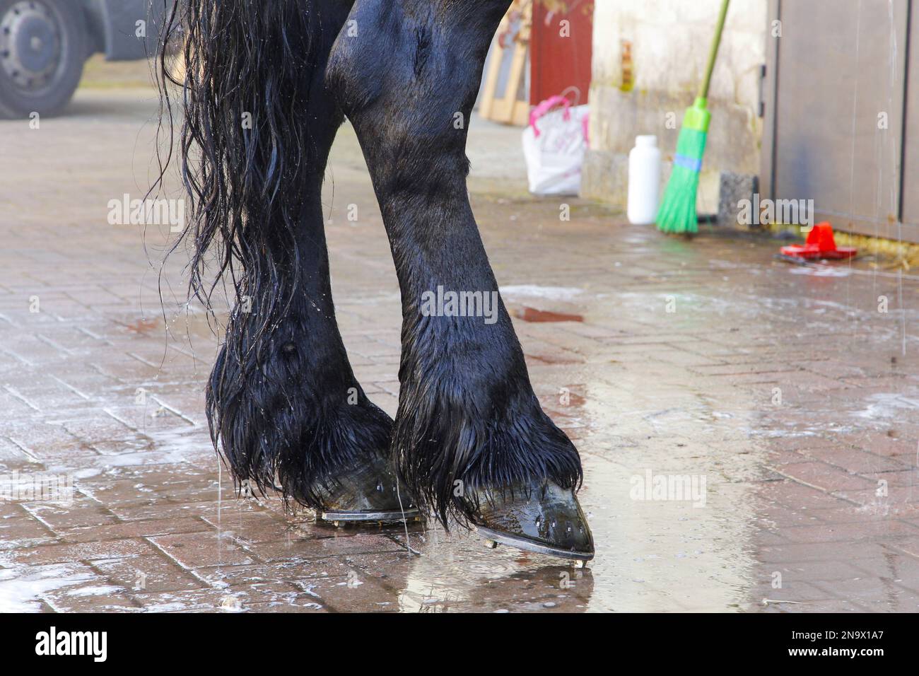An den Beinen eines Pferdes arbeiten Stockfoto