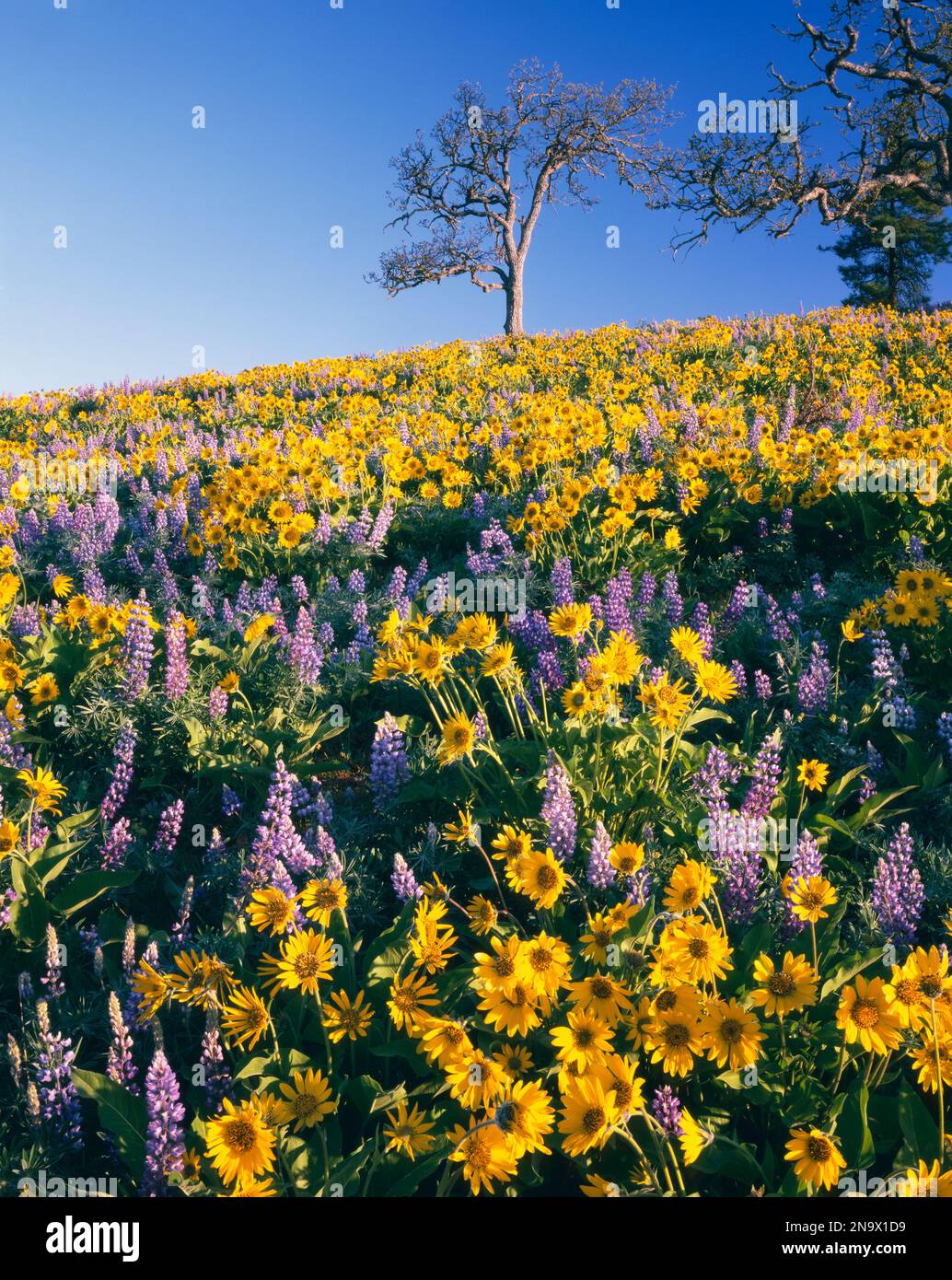 Blühende Wildblumen in violett und gelb, Arrowleaf Balsamroot und Lupinen, auf einer Wiese in der Columbia River Gorge Stockfoto