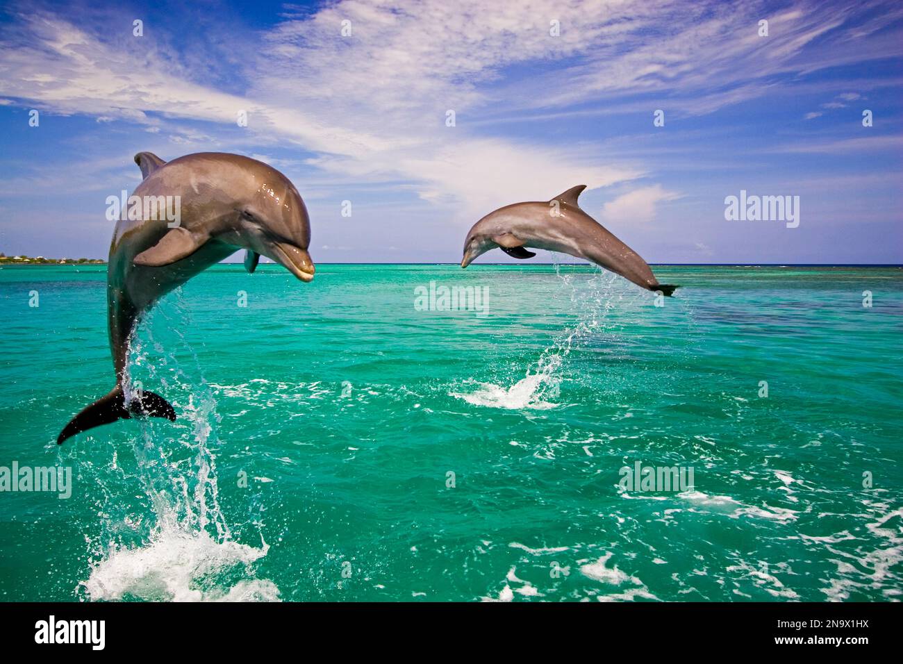Große Tümmler aus der Karibik; Roatan, Honduras Stockfoto