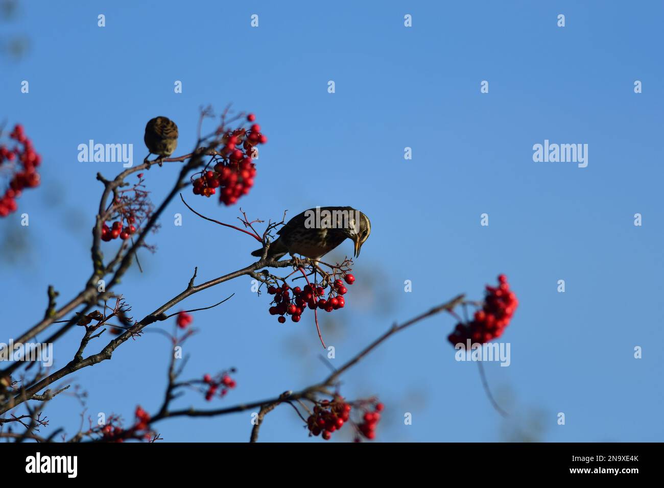 Redwing Turdus iliacus bei einem Rowan, der Beeren isst Stockfoto