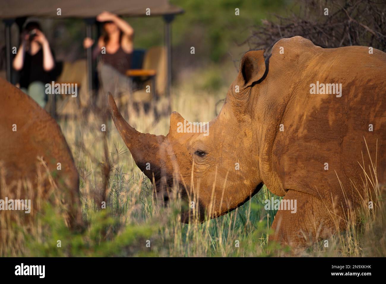 Ein südliches weißes Nashorn (Ceratotherium simum) im Madikwe Game Preserve; Madikwe Game Reserve, Südafrika Stockfoto