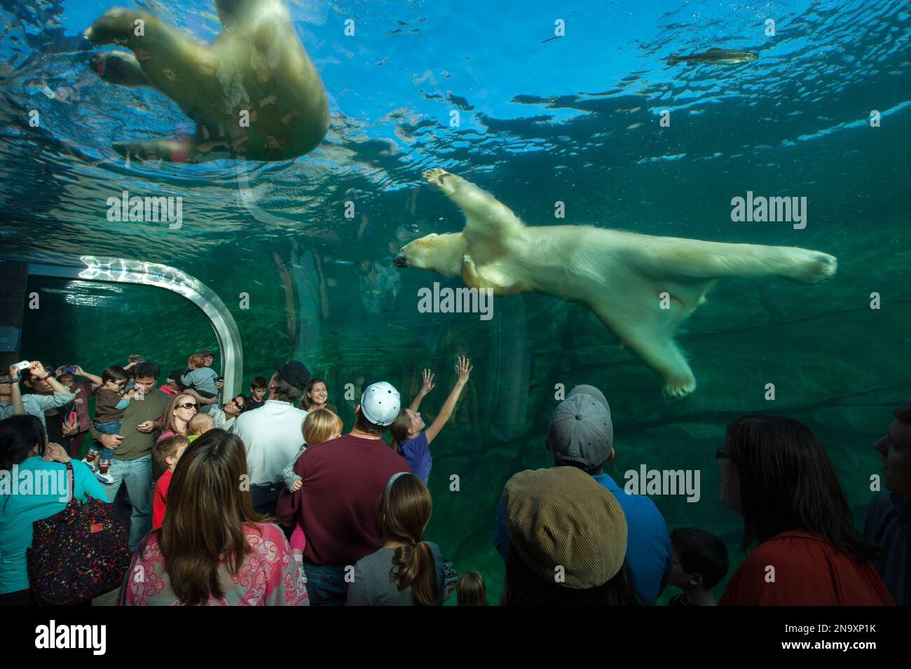Eine Ausstellung im Zoo and Aquarium in Columbus, Ohio, zeigt die Beobachtung von Eisbären (Ursus maritimus) unter Wasser Stockfoto