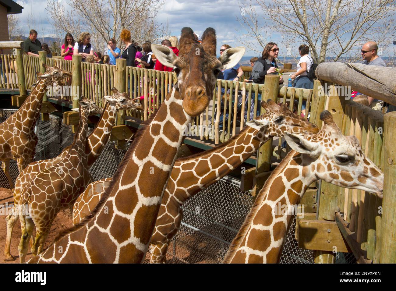 Der Cheyenne Mountain Zoo beherbergt Nordamerikas größte in Gefangenschaft gehaltene Herde von Netzgiraffen (Giraffa camelopardalis reticulata) Stockfoto