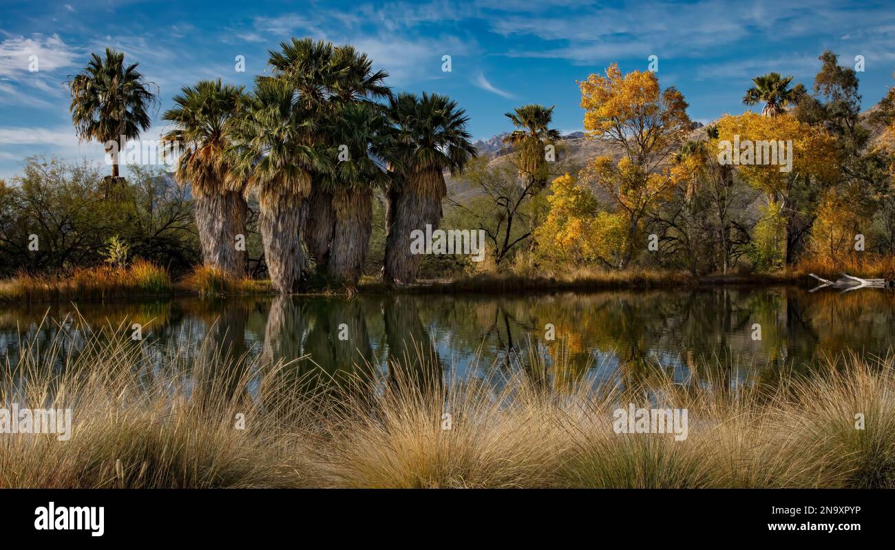 Natürliche Quelle, Agua Caliente Regional Park, Tucson, Arizona Stockfoto