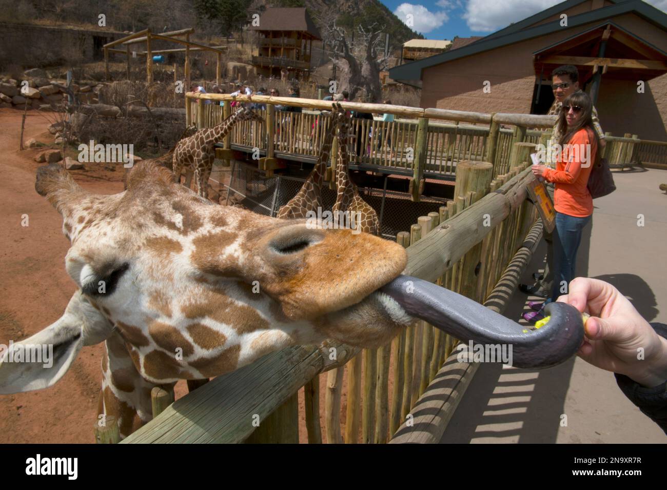 Besucher füttern eine Netzgiraffe (Giraffa camelopardalis reticulata) im Cheyenne Mountain Zoo, Heimat der größten in Gefangenschaft gehaltenen Giraffe in N... Stockfoto