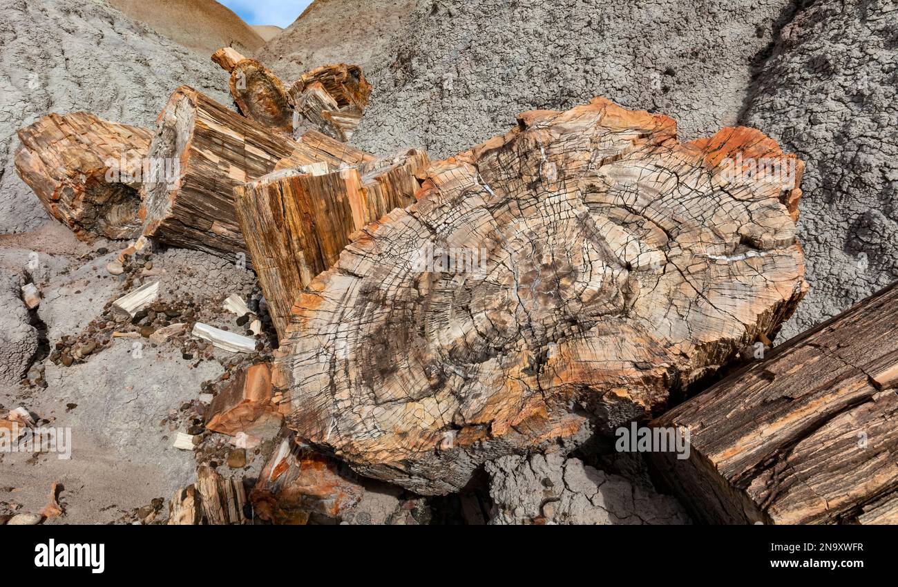 Querschnitt von versteinertem Holz, Blauer Mesa, versteinerter Wald-Nationalpark, AZ Stockfoto