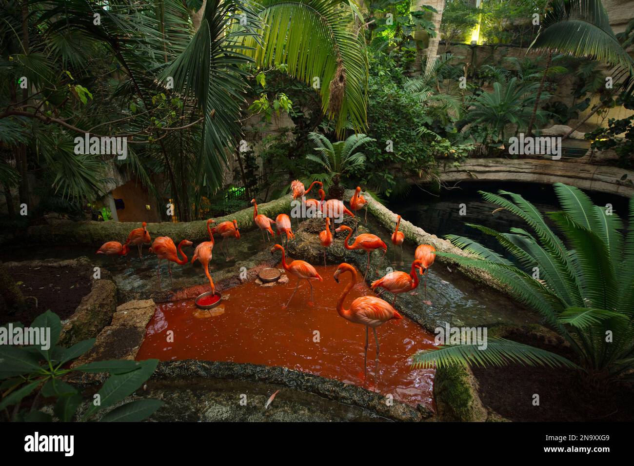 Karibische Flamingos (Phoenicopterus ruber) im Dallas World Aquarium; Dallas, Texas, Vereinigte Staaten von Amerika Stockfoto