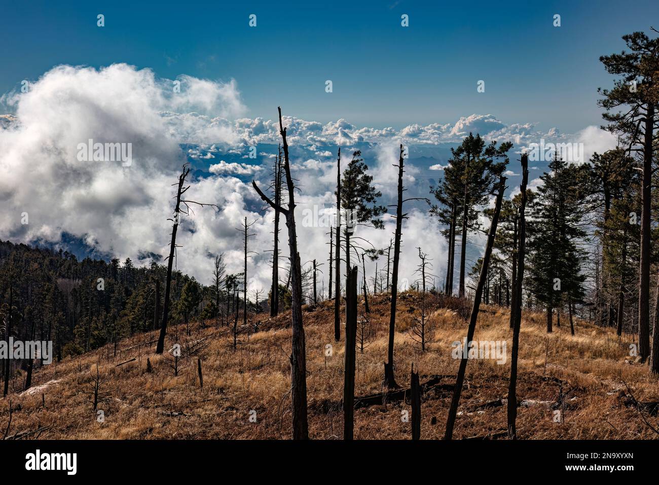 Waldbrandschäden, Mt. Lemmon, Santa Catalina Mountains, Arizona Stockfoto