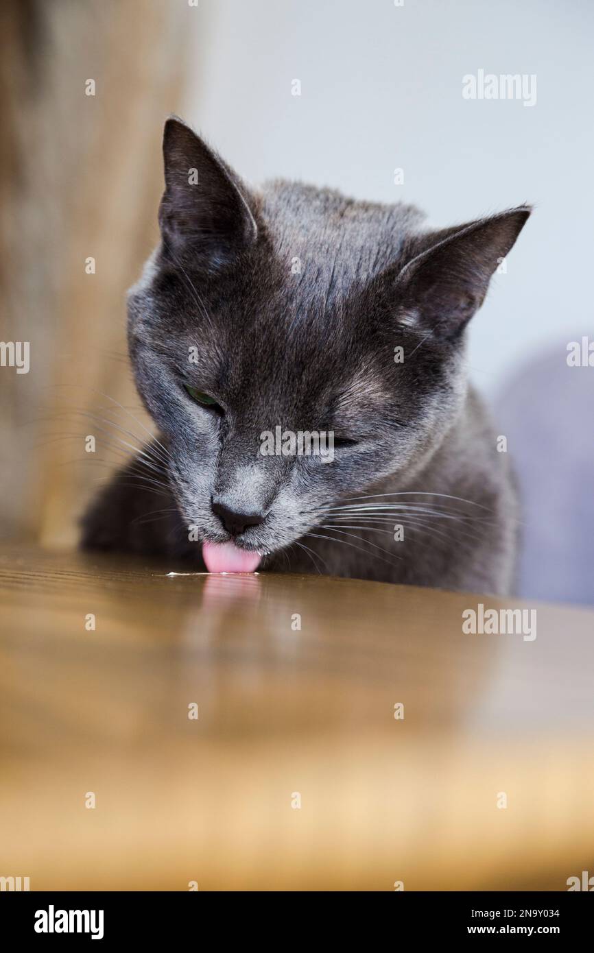 Katze, die Milch auf einem Holztisch isst. Sehr kleine Katzen essen. Gesundes Futter für Katzen. Tierpflege Stockfoto