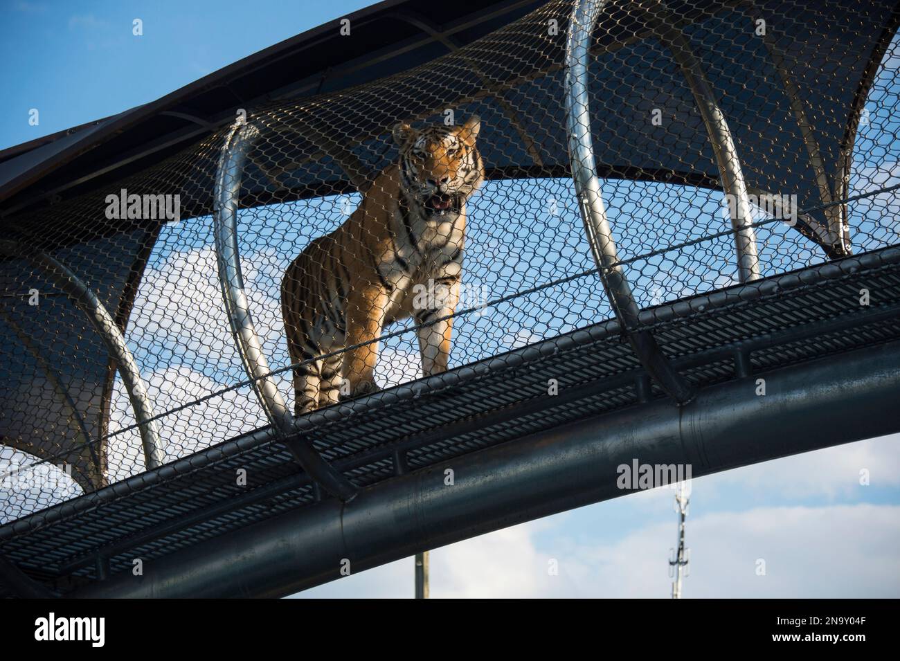 Tiger on the Move in Overhead Walkway im Zoo von Philadelphia, USA; Philadelphia, Pennsylvania, USA Stockfoto