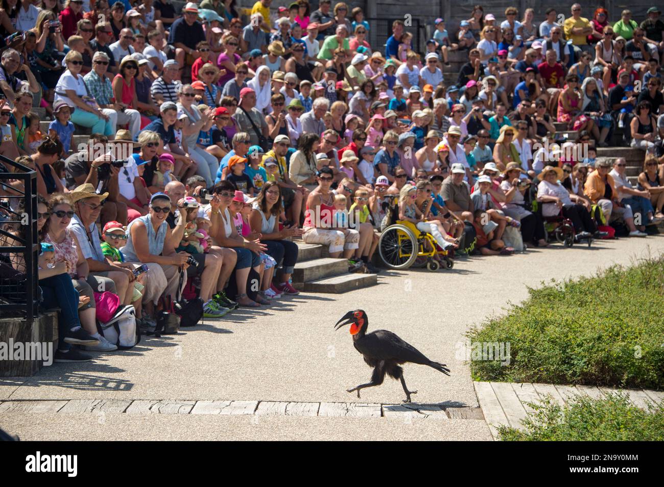 Ein verletzlicher Südstaaten-Nashornvogel (Bucorvus leadbeateri) unterhält eine Menschenmenge im Parc des Oiseaux, einem Vogelpark in Villars Les Domb... Stockfoto