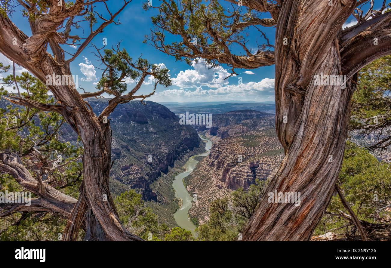 Green River durchquert Geologie des Dinosaur National Monument, Colorado… Und zeitloser Zedernbaum! Stockfoto
