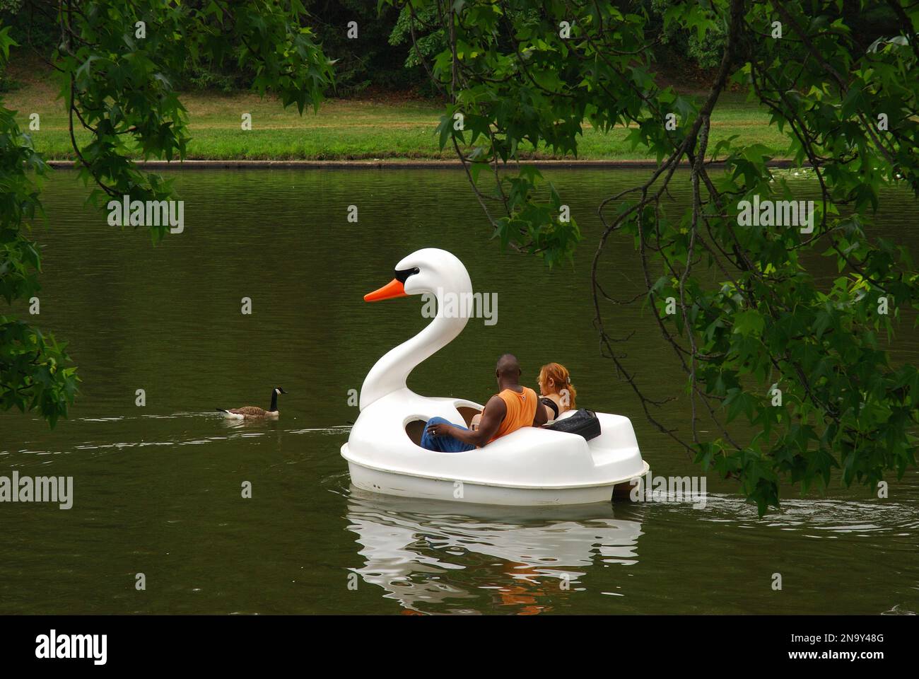 Zwei Leute in einem Schwanenboot in einem Teich. Eine Kanadier-Gans schwimmt vorbei. Providence, Rhode Island. Stockfoto