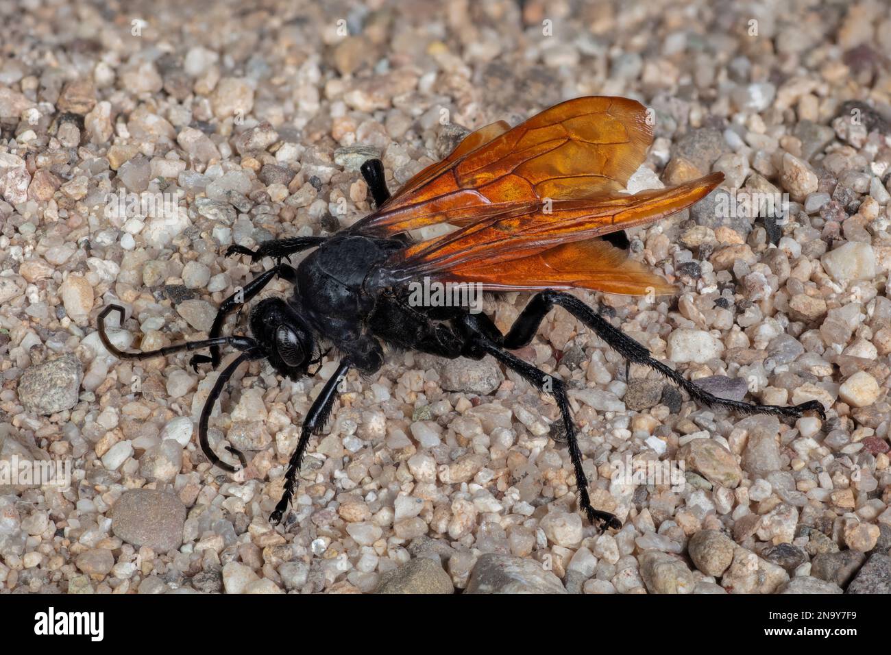 Tarantula Hawk Ein Tarantula-Falke ist eine Spinnenwespe (Pompilidae) Stockfoto