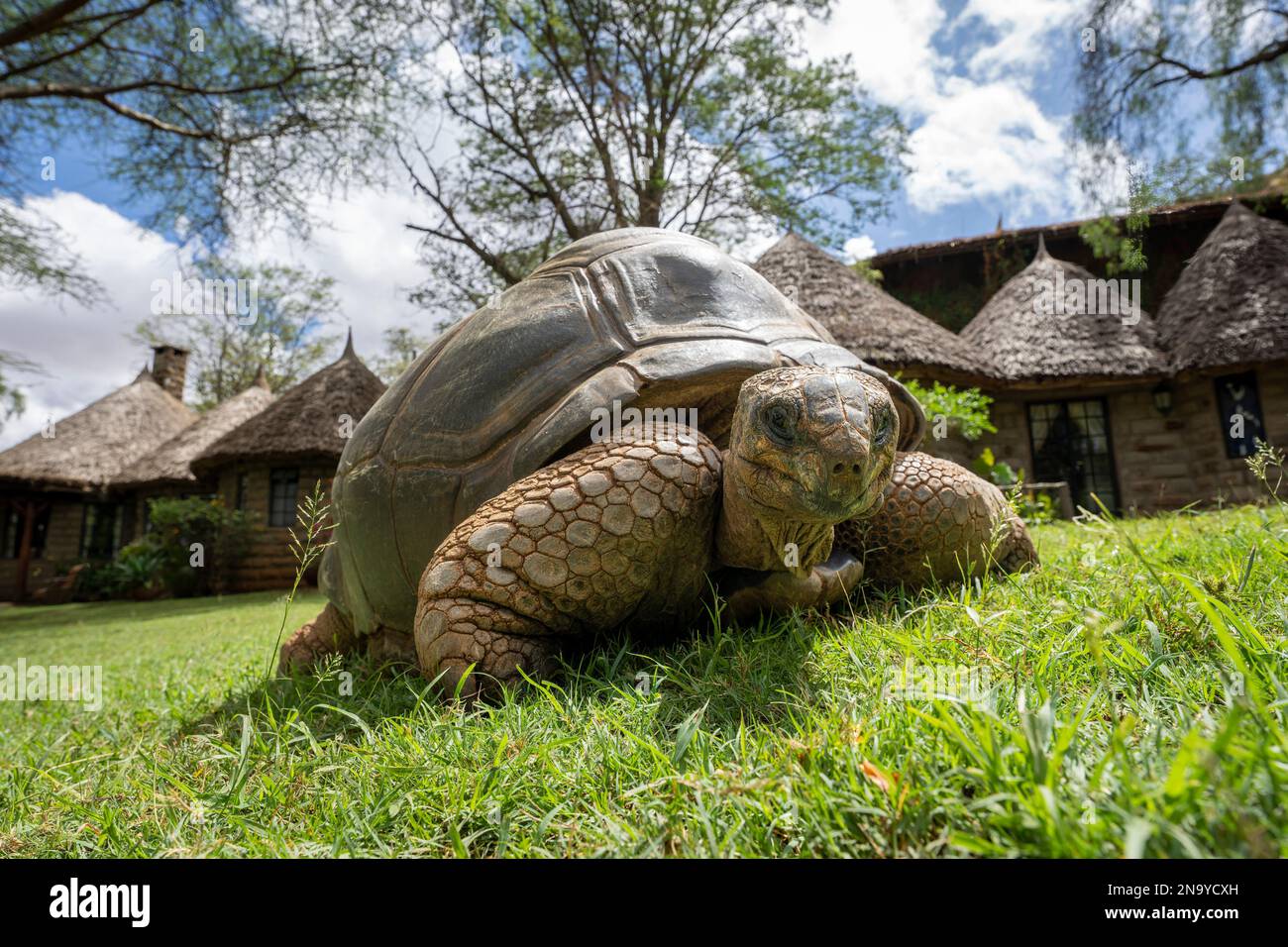 Aldabra Riesenschildkröte (Aldabrachelys gigantea) auf Gras in der Lodge; Segera, Laikipia, Kenia Stockfoto