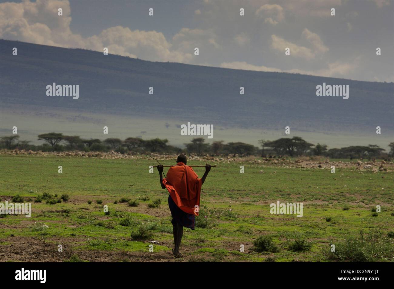 Maasai-Stammesmann, der in der Savanne Tansanias spaziert; Ndutu, Tansania Stockfoto