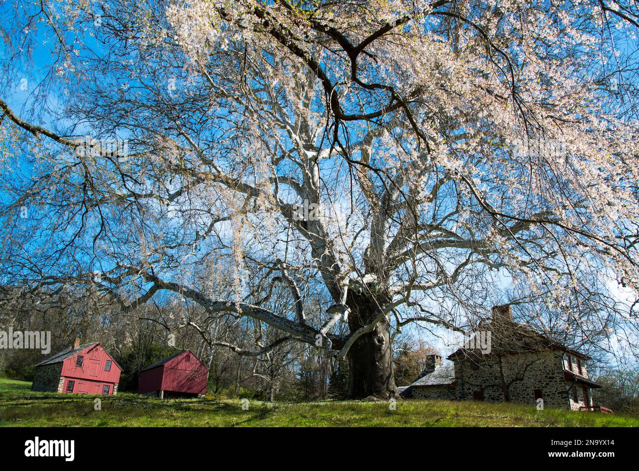 Riesige Platanen an der Brandywine Battlefield Historic Site, Pennsylvania, USA; Pennsylvania, Vereinigte Staaten von Amerika Stockfoto