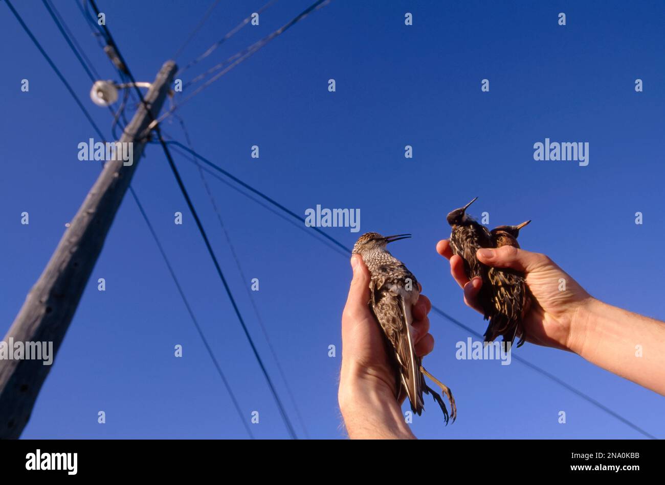 Ein Forscher hält Vögel in North Slope, Alaska, Vereinigte Staaten von Amerika Stockfoto
