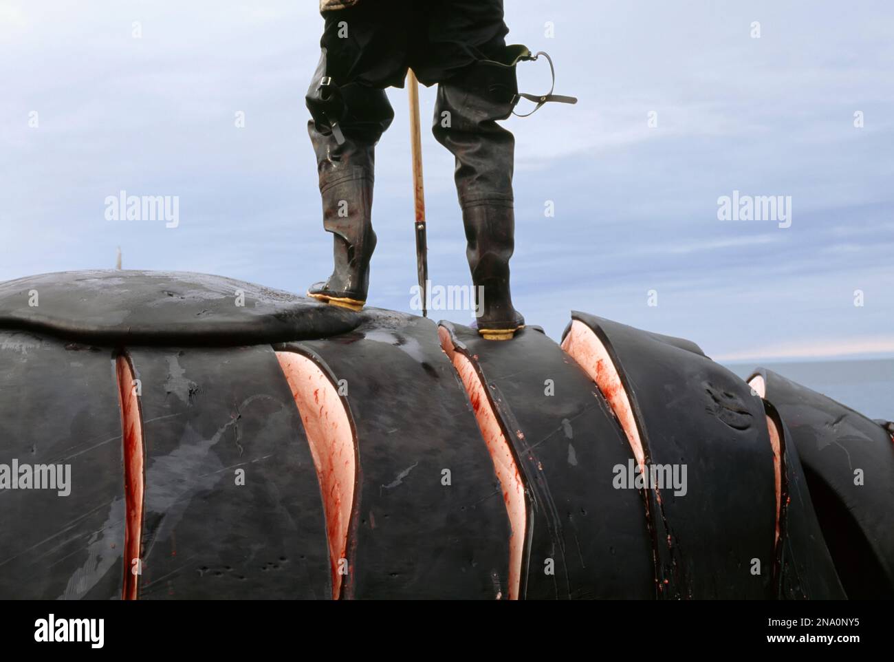 Ein Inuit-Jäger schneidet Blubber auf einem Wal-Kadaver; North Slope, Alaska, Vereinigte Staaten von Amerika Stockfoto