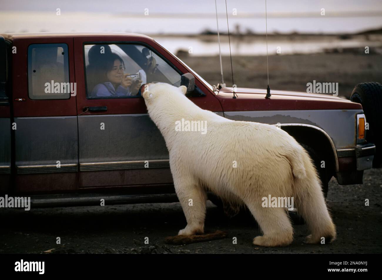 Inuits in einem LKW werden von einem Eisbären (Ursus maritimus) angefahren; North Slope, Alaska, Vereinigte Staaten von Amerika Stockfoto